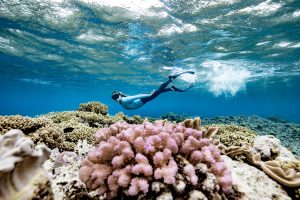 Keajaiban Great Barrier Reef, Terumbu Karang Terbesar di Dunia yang Sedang Berjuang