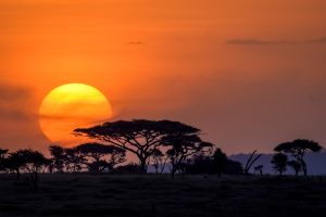 Serengeti, Tanzania, Dataran Abadi yang Menjadi Panggung Migrasi Terbesar di Dunia